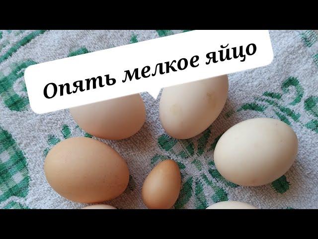 Опять мелкое яйцо  Проверяю лонные кости у кур несушек.