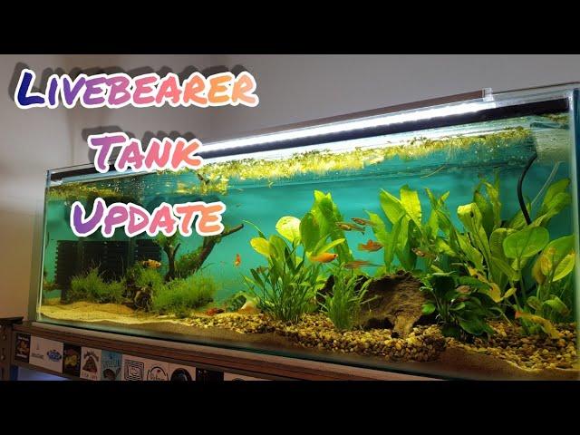 Livebearer tank featuring guppies, mollies & swordtails