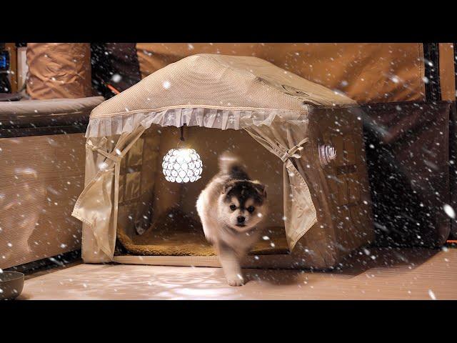 Winter Snow Camping in Inflatable Tent Trailer with Husky Puppy