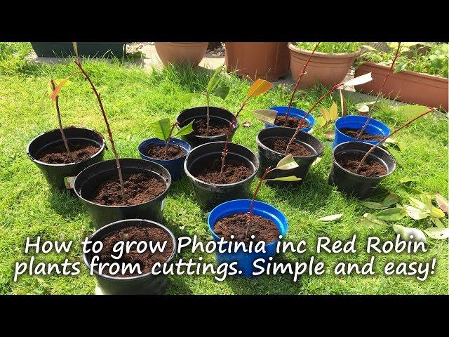 How to grow and root Photinia plants including Red Robin from cuttings