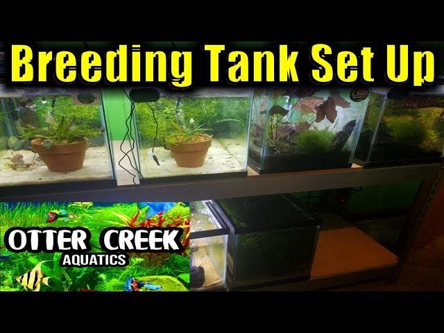 How to set up a livebearer breeding tank | Livebearer breeding | Breeding fish for profit