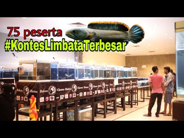 Kontes channa limbata terbesar di indonesia