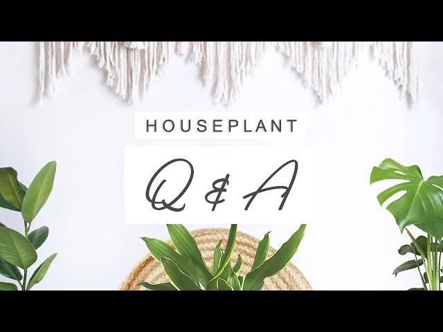 Houseplant Problems Q&A - Your Questions Answered!  Indoor Plants Care For Beginners