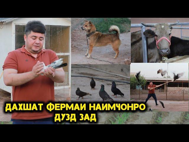 Хакикати Талх Аз Фермаи Наимчон.