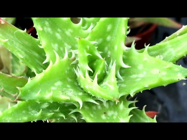 Aloe juvenna Brandham 多肉植物辨識 翡翠殿