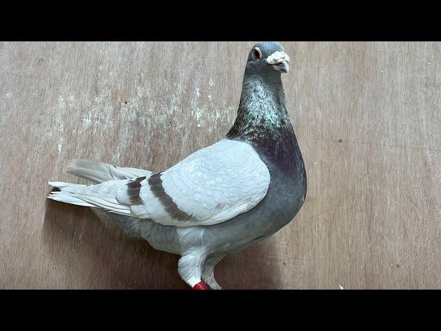 Auslese meiner One Loft Race Tauben/ selection of my One Loft Race pigeons