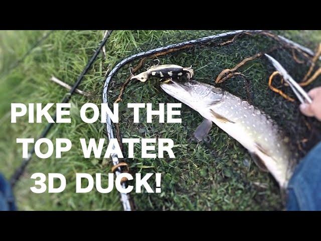 Finally caught a pike on the Suicide duck + one on a worm! UK Lure fishing