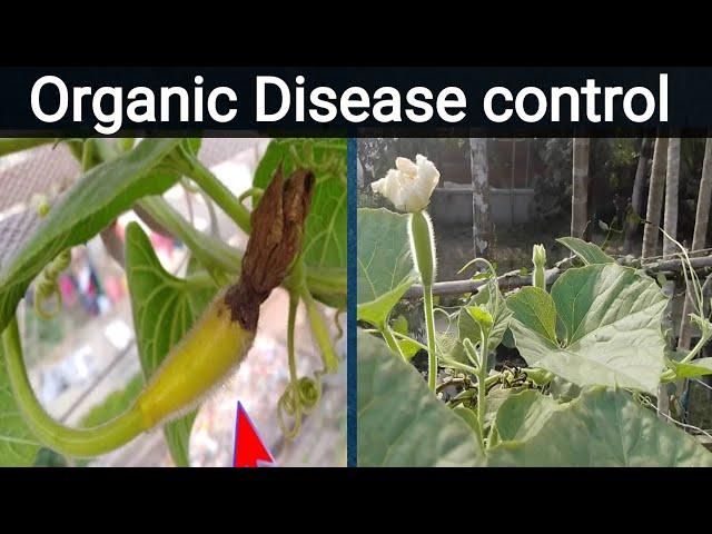 Bottle gourd disease and organic treatment