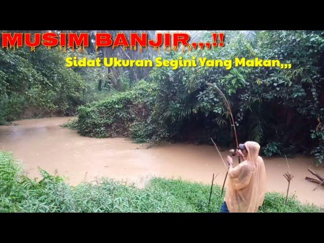 GAWAT..!! SUNGAI SERING BANJIR..!! IKAN SIDAT SEGINI YANG RAKUS// MANCING SIDAT @pemancingpinggiran6081