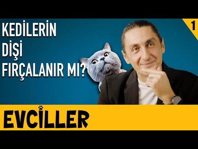 Kedilerin Dişi Fırçalanır mı? - Evciller - Vet. Hekim Efe Onur - B01