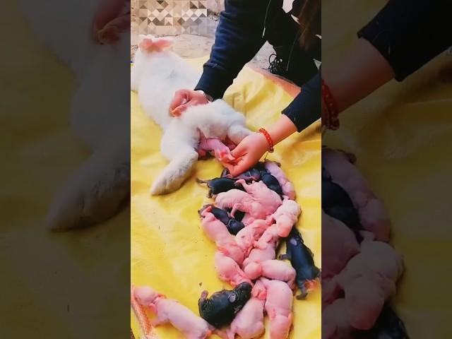 rabbit giving birth 100 babies#rabbit #rabbits #shorts #viral #cute #bunny funny video #shortsfeed