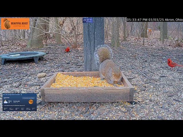 2025 03 04 Kardinalsvögel & Eichhörnchen in Akron Ohio USA, richtig was los #birds #squirrels