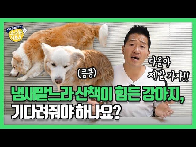 Should I stop and wait for my dog who enjoys sniffing things while taking walks?｜Hunter Kang’s Q&A