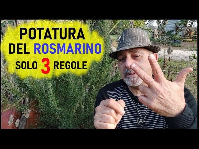 POTATURA DEL ROSMARINO, perfetto e sempre fresco in sole 3 mosse