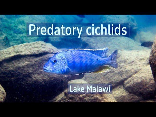 Predatory cichlids in Lake Malawi