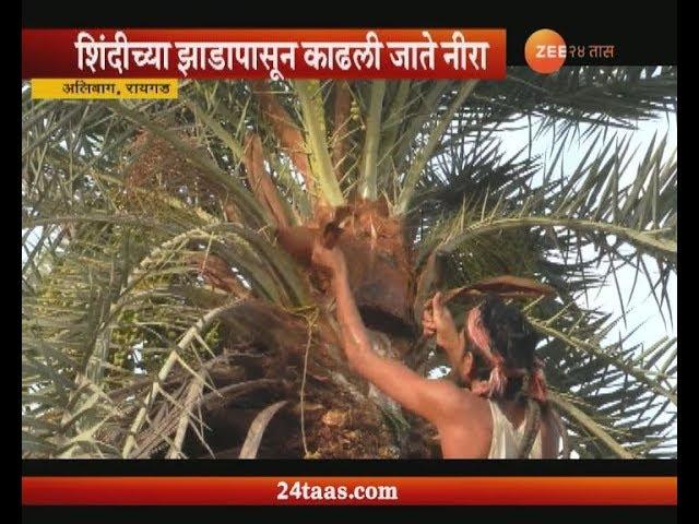 Raigad,Alibaug Neera Drink Get From Shindi Tree Which Give Emloyment To Farmers