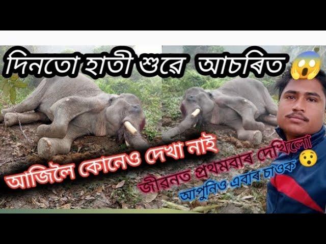 hati video // হাতী ভিডিঅ' // elephant  vlog // extra video