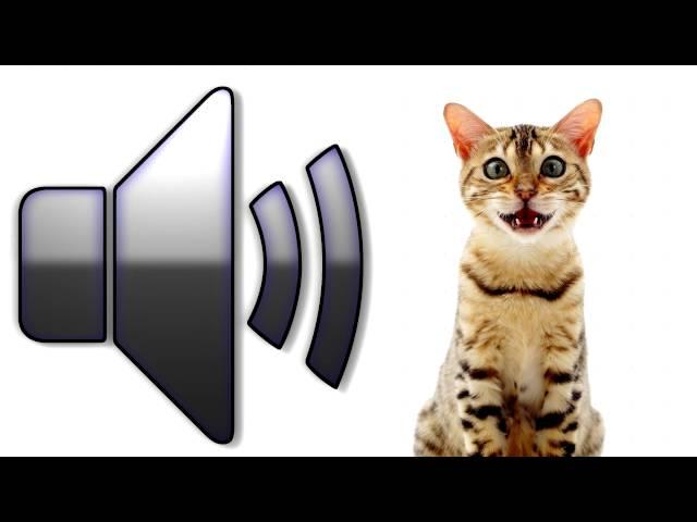 Cat Meowing - Sound Effect - Download