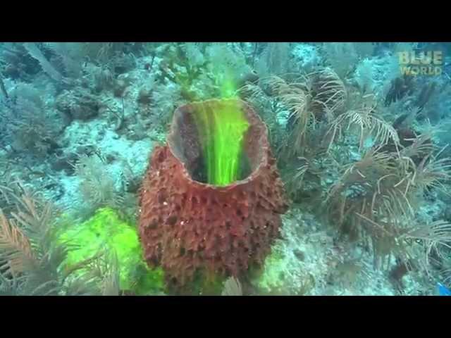 Amazing footage of sponges pumping!