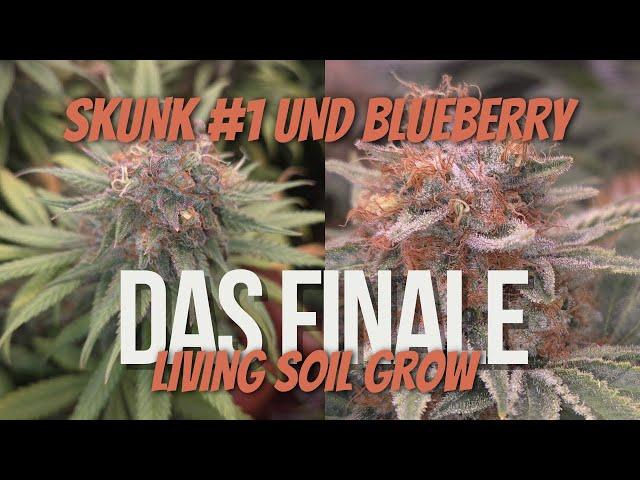 Erntezeit  Skunk #1 & Blueberry | Vom Zelt in die Trockenkammer