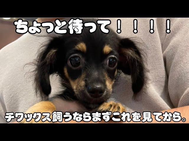 【チワックス】チワックスを検討されてる方はこれをみるべき。チワックスの性格飼い方