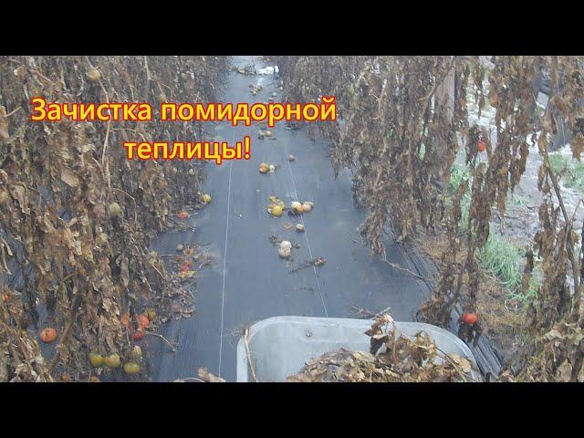 Зачистка помидорной теплицы.  Загрузил компостную кучу.