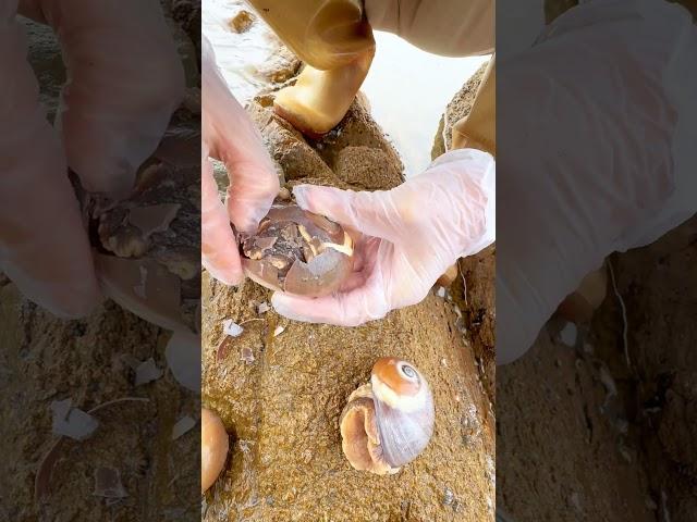 Sea Agate and Sea Crystal: Finding Hidden Treasures on the Shore and rare pearl
