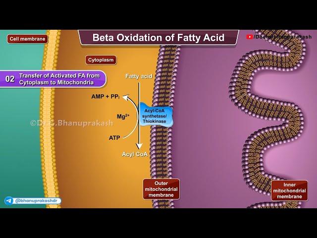 Beta Oxidation Of Fatty Acids (Animation) : Medical Biochemistry