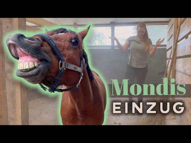 Das neue Pferd is da! | Mondis Einzug