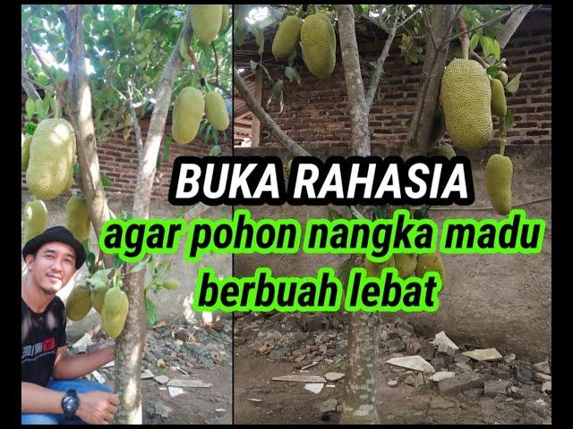 Rahasia agar pohon nangka madu berbuah lebat