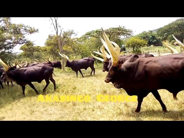 Ente zenyankore (Ankore cows)Inyambo