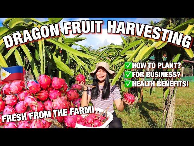 DRAGON FRUIT HARVESTING & FARMING + HEALTH BENEFITS | PWEDENG I BUSINESS? | Tinmay Arcenas ️