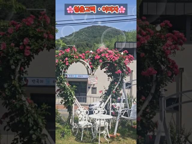 #트로트의 여왕 #이미자 #청춘고백 #반곡지의 카페정원 #