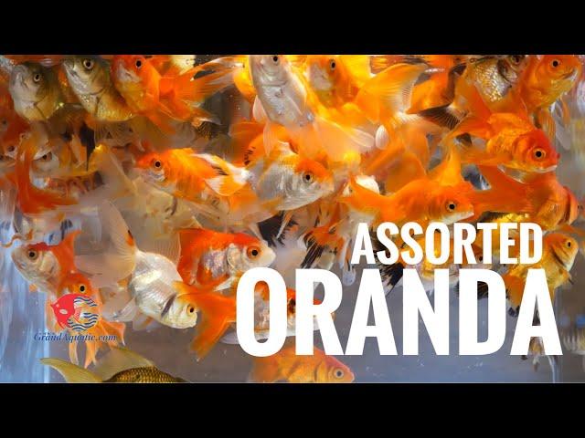 Assorted Oranda Goldfish nice and healthy for export from Thailand.