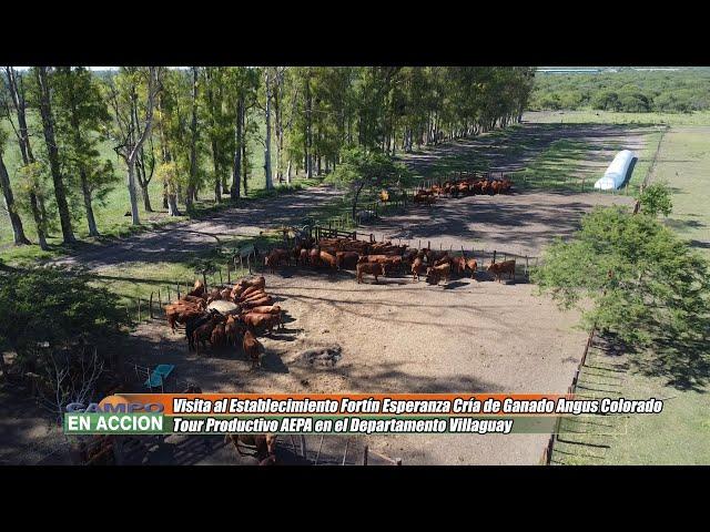 Cría de Angus Colorado en el Establecimiento Fortín Esperanza - Carlos Adjoyan