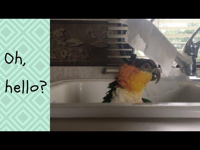 Kumquat - Caique Taking a Bath