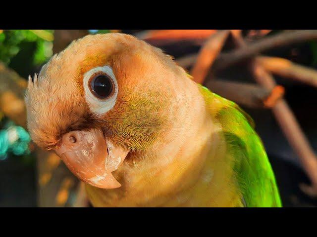 Conure Bird Sounds for Lonely bird to make happy