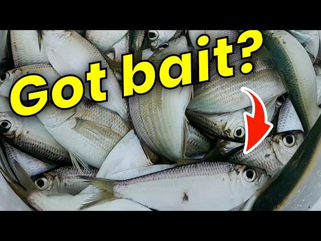 Catching your own bait… EVERYTHING you need to KNOW!