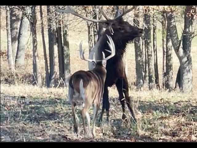 Buck vs Elk