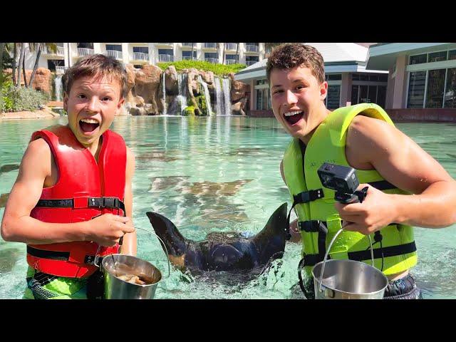 Swarmed by Hungry Stingrays!