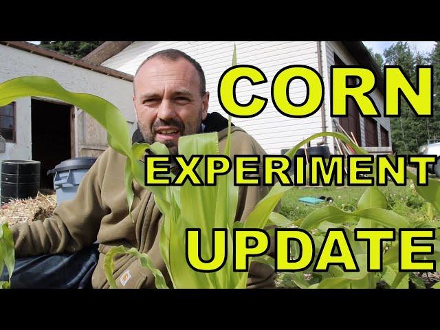 Growing corn in soil with nitrogen deficiency - first results