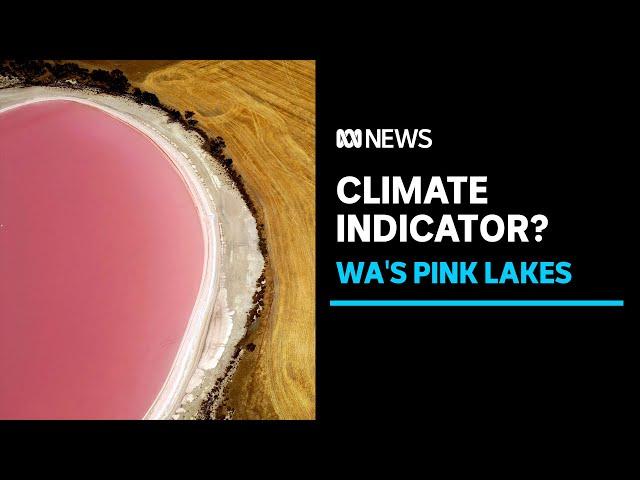 Are Australia's pink lakes a sign of climate change? | ABC News