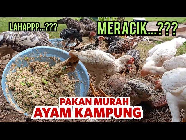 Cara Membuat Pakan Ayam Murah Sehat Untung Besar Ayam Kampung