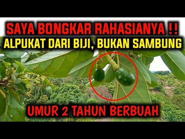 HOW TO FORCE ‼️ AVOCADO TREE FROM SEED TO FRUIT FASTER (OFF SEASON) - 2 Years After Planting