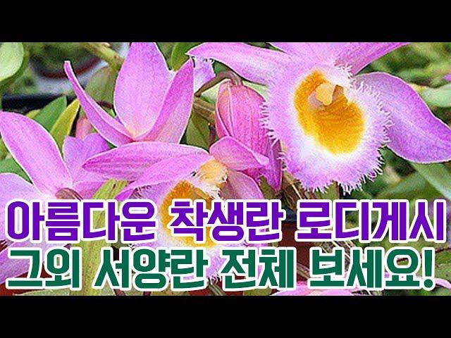 아름다운 착생란 로디게시 그외 서양란 전체 보시고 착하게 업어가세요!! [꽃밭에서 난원]판매 난초 orchid 서양란 카틀레야 석곡 풍란 춘란 해피 성탄절 모두행복하세요 온기 정원