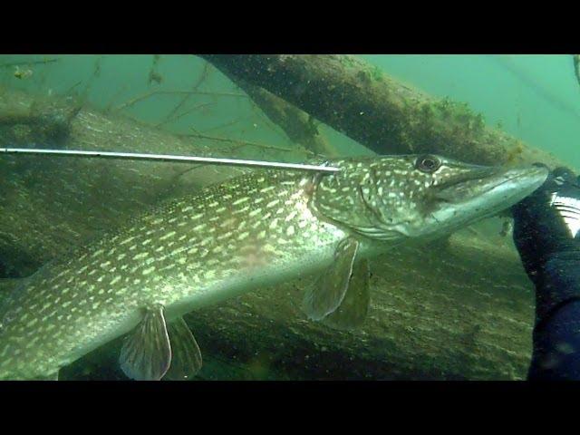 Szczupak 5 kg  / Spearfishing pike 11 lb