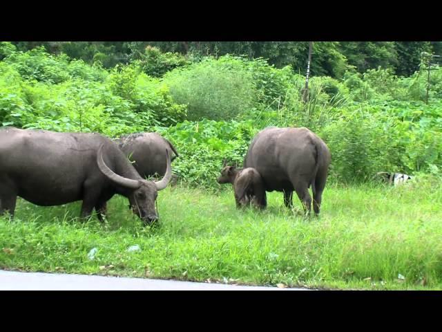 Buffalo Roaming Around Kanchanaburi Thailand