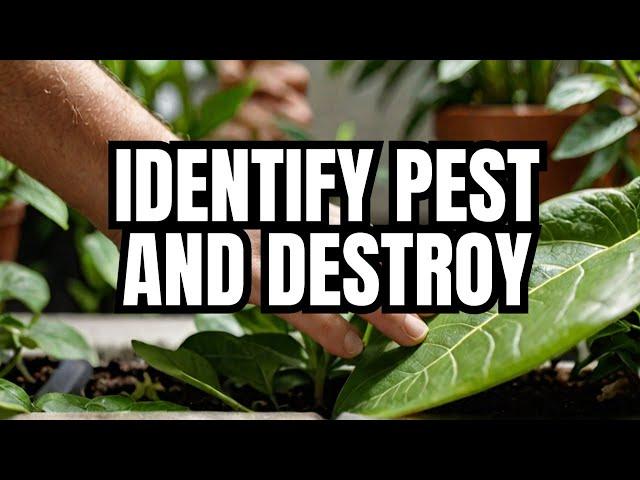 Houseplant Pests and Diseases identification and Get Rid of Them