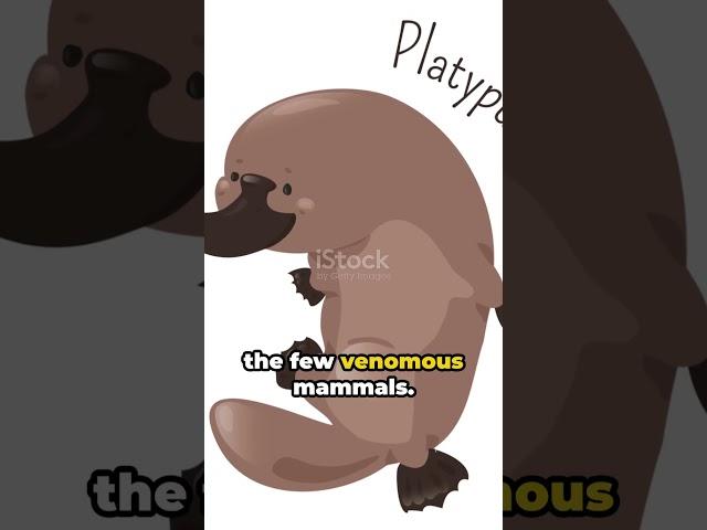 Facts About Platypuses