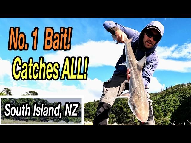 The Best Bait For Surfcasting & Drone Fishing On The South Island, NZ